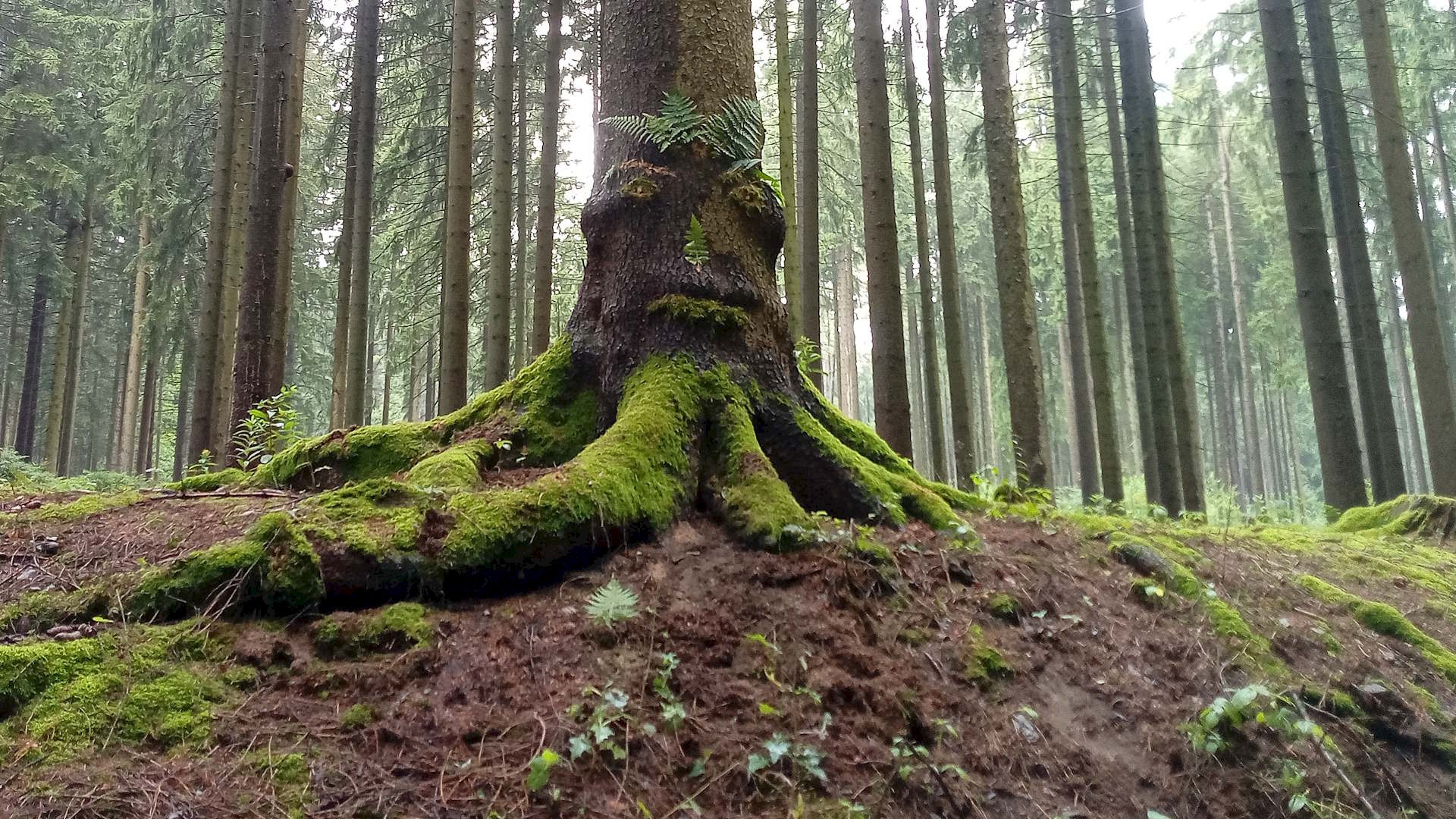 Was macht eigentlich die Lindenwanze im Winter? Headerbild