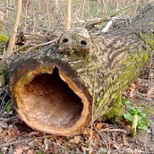 Gefällter Baum