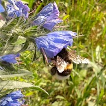 Erdhummel in Blüte