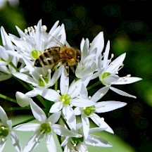 Bärlauch mit Honigbiene