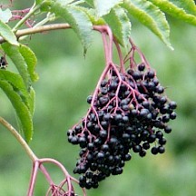 Holunderbeeren