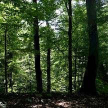 Laubwald