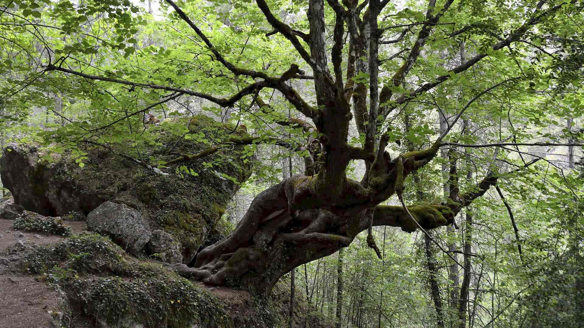 Bäume bestimmen für AnfängerInnen Headerbild