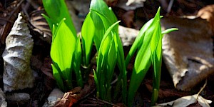 Junge Bärlauchblätter im Frühling