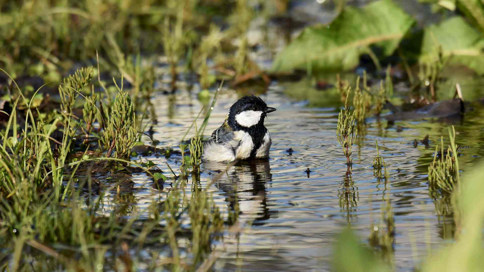 Singvögel entdecken Headerbild
