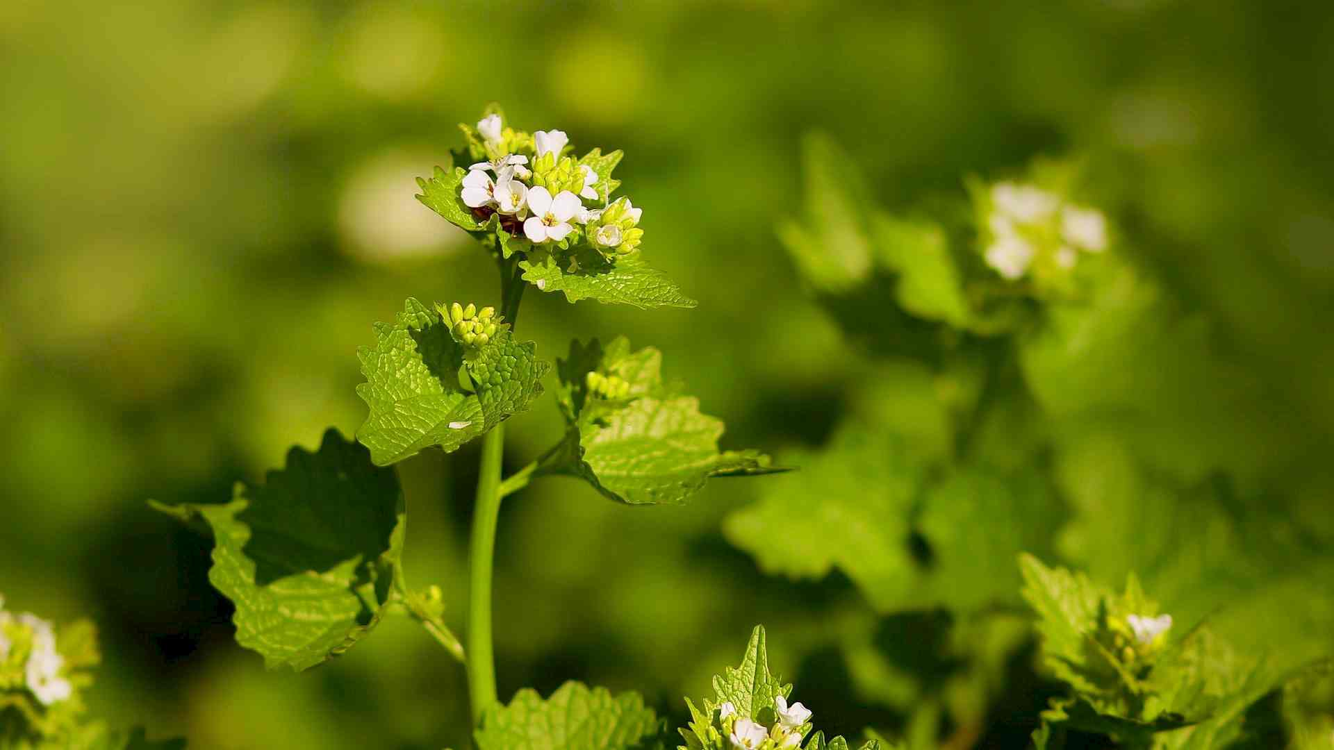 Frühlingskräuter entdecken Headerbild