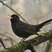 Amsel