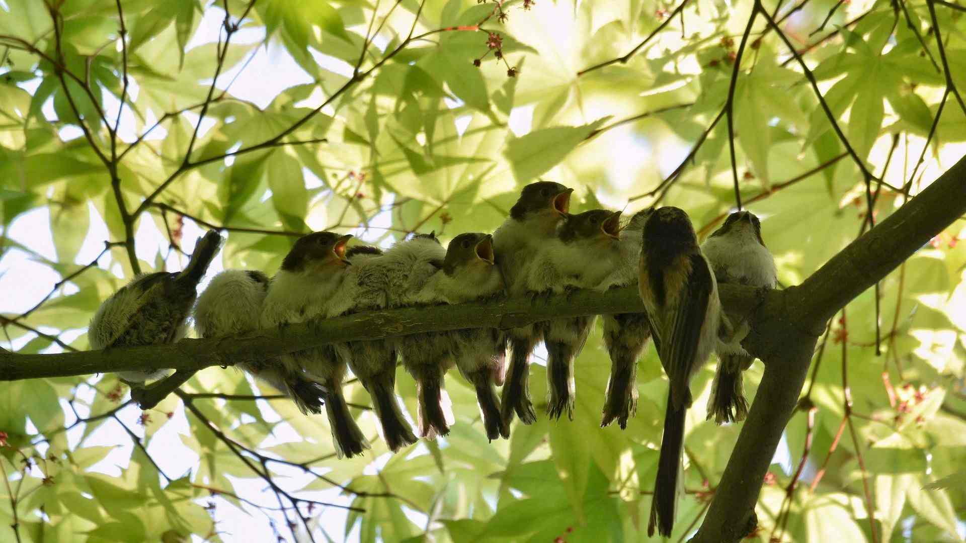 Gesänge und Geschichten aus der Vogelwelt Headerbild