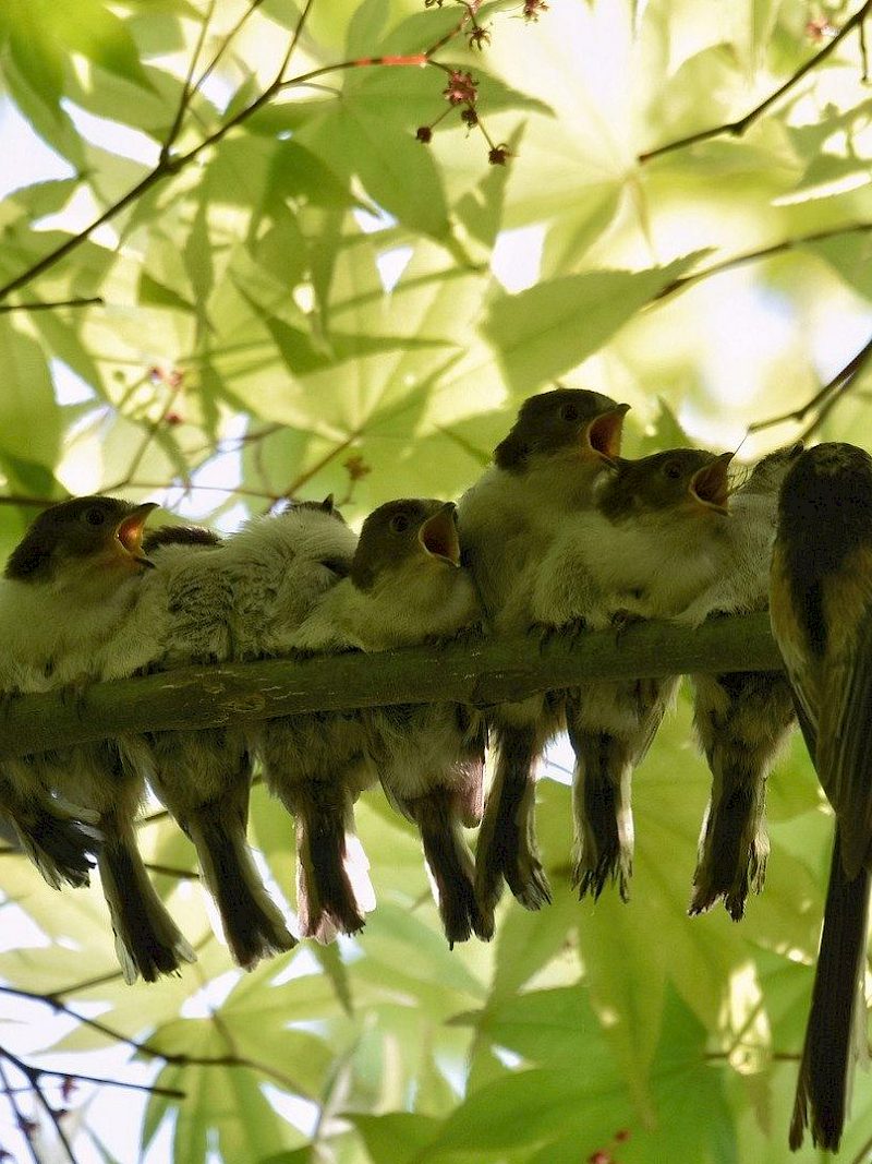 Gesänge und Geschichten aus der Vogelwelt