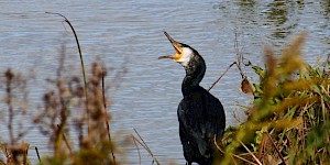 Kormoran