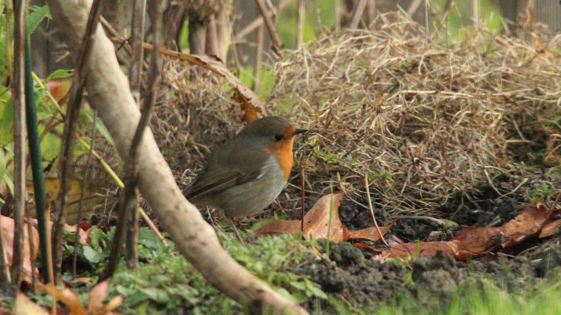 Vogelkunde für Anfänger Headerbild