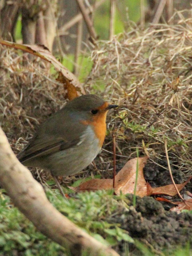 Vogelkunde für Anfänger