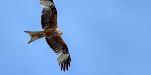 Kreisener Rotmialn am Himmel