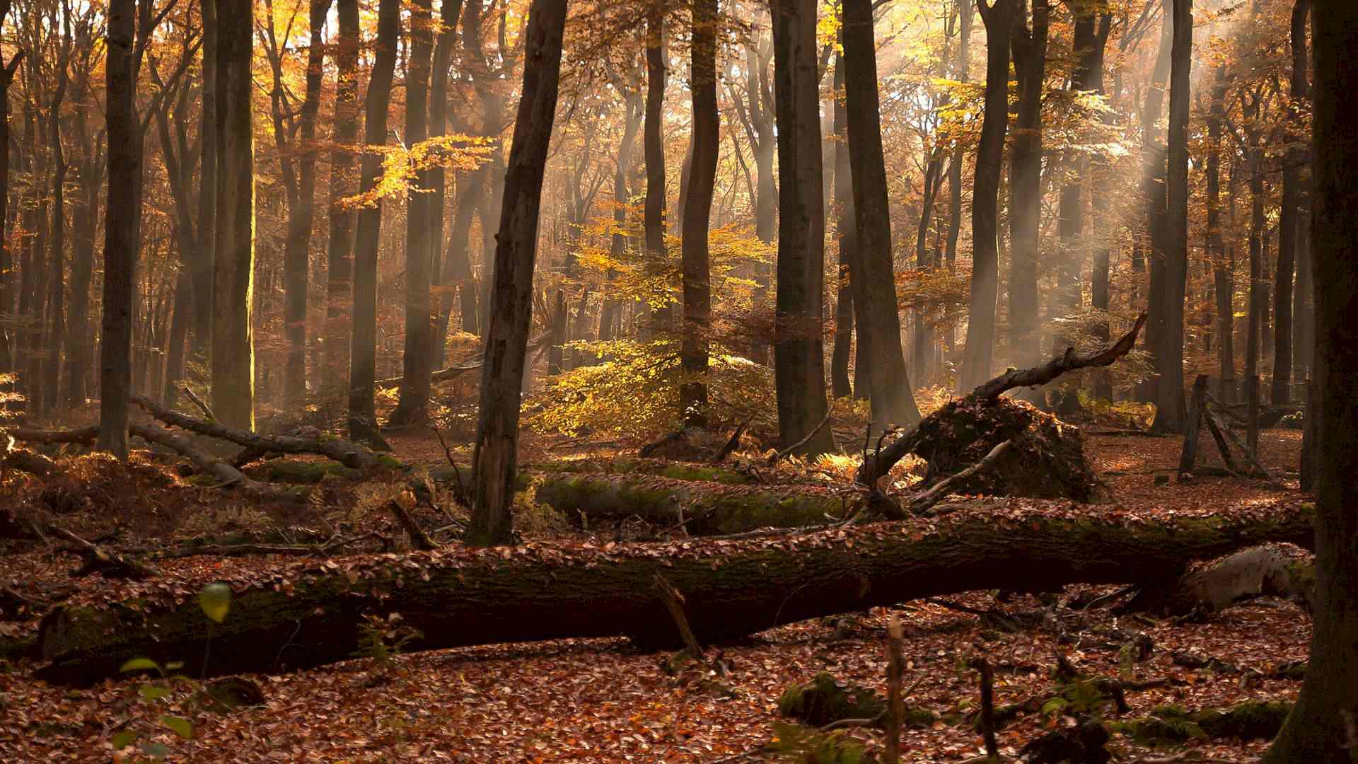 Heimische Bäume bestimmen Headerbild