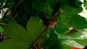 Versteckt!