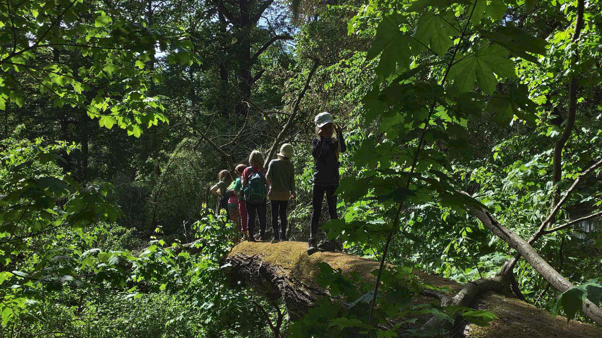 Expedition zu den wilden Tieren Headerbild