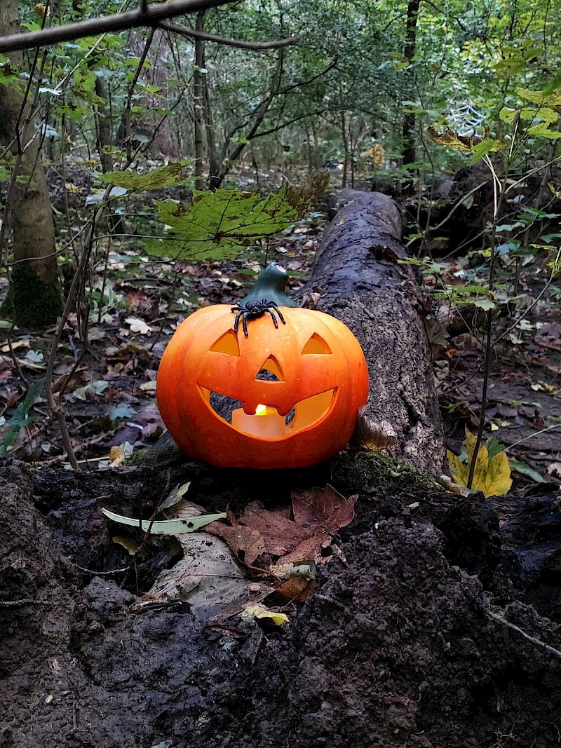 Kürbis im Wald