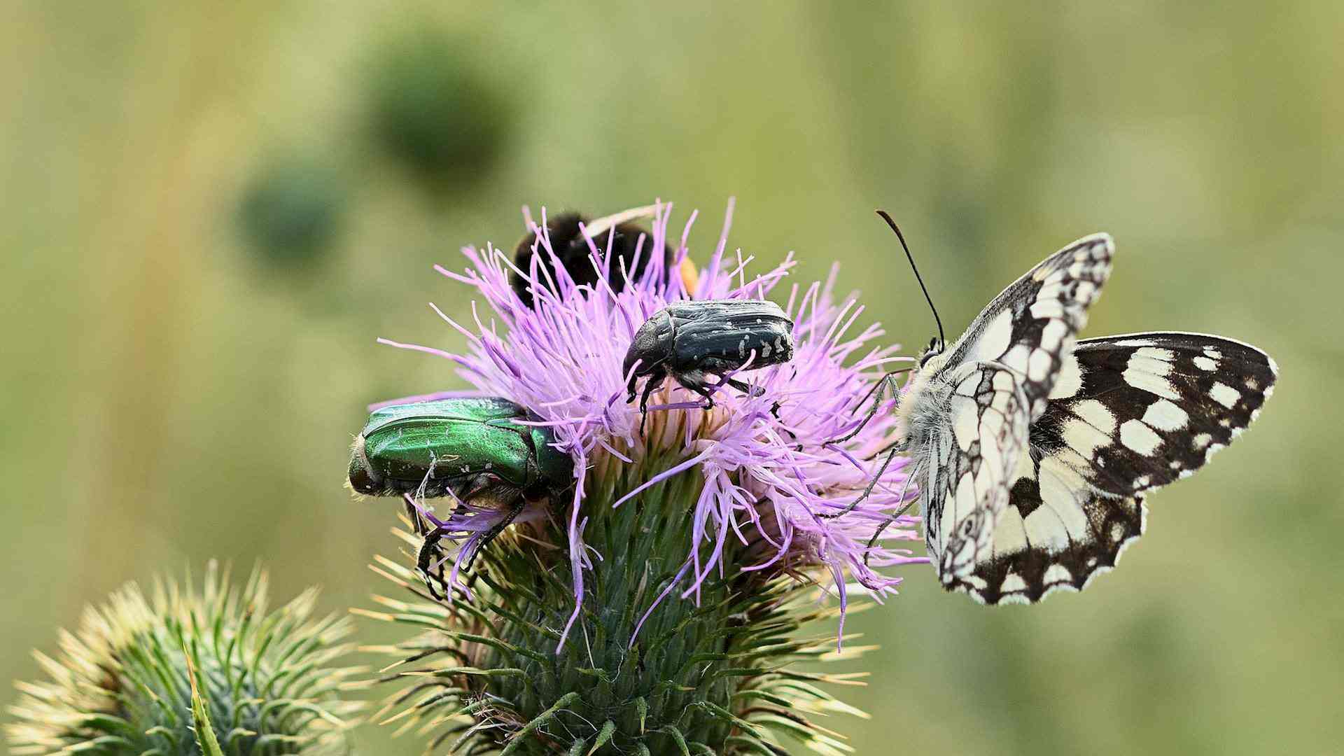 Zähle für den NABU Insektensommer Headerbild
