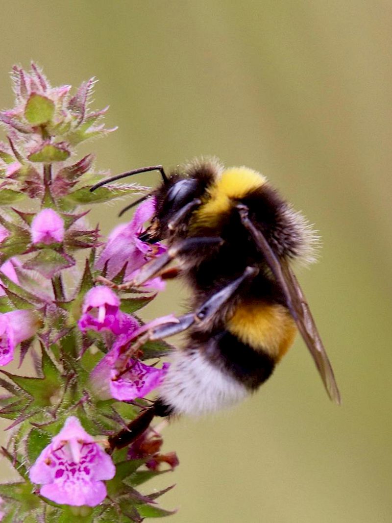 Was macht eigentlich die Dunkle Erdhummel übers Jahr?