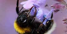 Eine Erdhummel saugt mit ausgeklappten Rüssel an einer Blüte. Erdhummel mit Rüssel