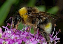 Eine Kuckuckshummel sitzt auf einer violetten Blüte. Kuckuckshummel auf Blüte