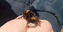 Eine Erdhummel klettert von einer Blüte zur nächsten. Erdhummel klettert