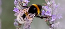 Eine Erdhummel klettert von einer Blüte zur nächsten. Erdhummel klettert