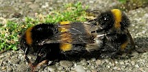 Ein vergleichsweise winziges Männchen begattet eine Königin. Erdhummel Paarung
