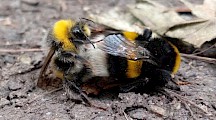 Ein vergleichsweise winziges Männchen begattet eine Königin. Erdhummel Paarung