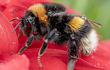 Eine Erdhummel mit Wassertropfen auf dem dicken Pelz. Erdhummel mit Wassertropfen