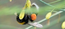 Eine Erdhummel hat einen dicken Pollensack an den Beinen hängen. Erdhummel mit Pollensack