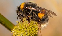 Eine Erdhummel sitzt auf einer offenen Salweidenblüte. Erdhummel auf Salweide