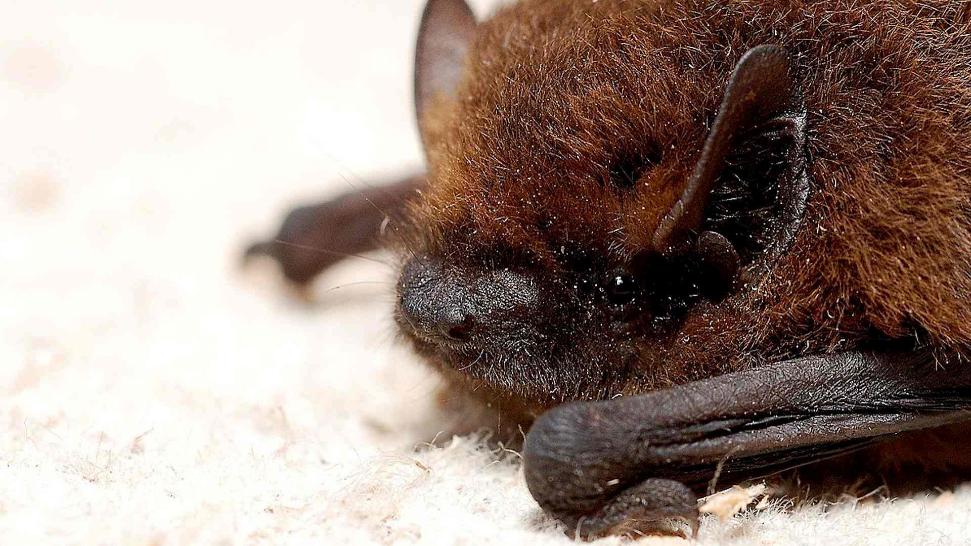 Was macht eigentlich die Zwergfledermaus übers Jahr? Headerbild