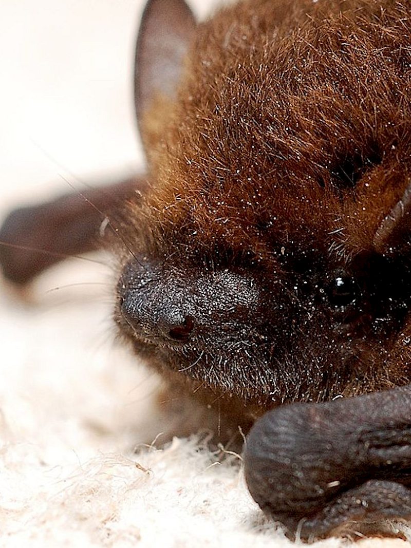 Was macht eigentlich die Zwergfledermaus übers Jahr?