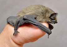 Eine Zwergfledermaus sitzt auf einer Fingerspitze. Zwergfledermaus auf Finger
