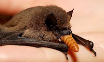 Eine Zwergfledermaus frisst einen Mehlwurm. Zwergfledermaus frisst