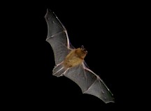 Eine Zwergfledermaus im Flug bei Nacht. Fliegende Fledermaus