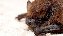 Eine Zwergfledermaus im Portrait. Zwergfledermaus Gesicht