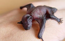 Ein Zwergfledermausbaby liegt auf einer Hand. Zwergfledermaus Baby