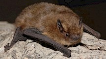 Die Mückenfledermaus ist eine Verwandte der Zwergfledermaus. Mückenfledermaus