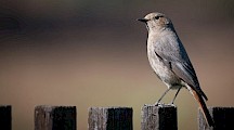 Ein Haurotschwanzweibchen sitzt auf einem Zaunpfahl. Hausrotschwanz Weibchen
