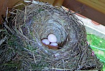 Die Eier eines Hausrotschwanzpärchens in ihrem Nest. Hausrotschwanz Nest mit Eiern