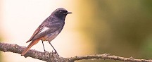 Ein Hausrotschwanzmännchen beobachtet aufmerksam seine Umgebung. Hausrotschwanz Männchen
