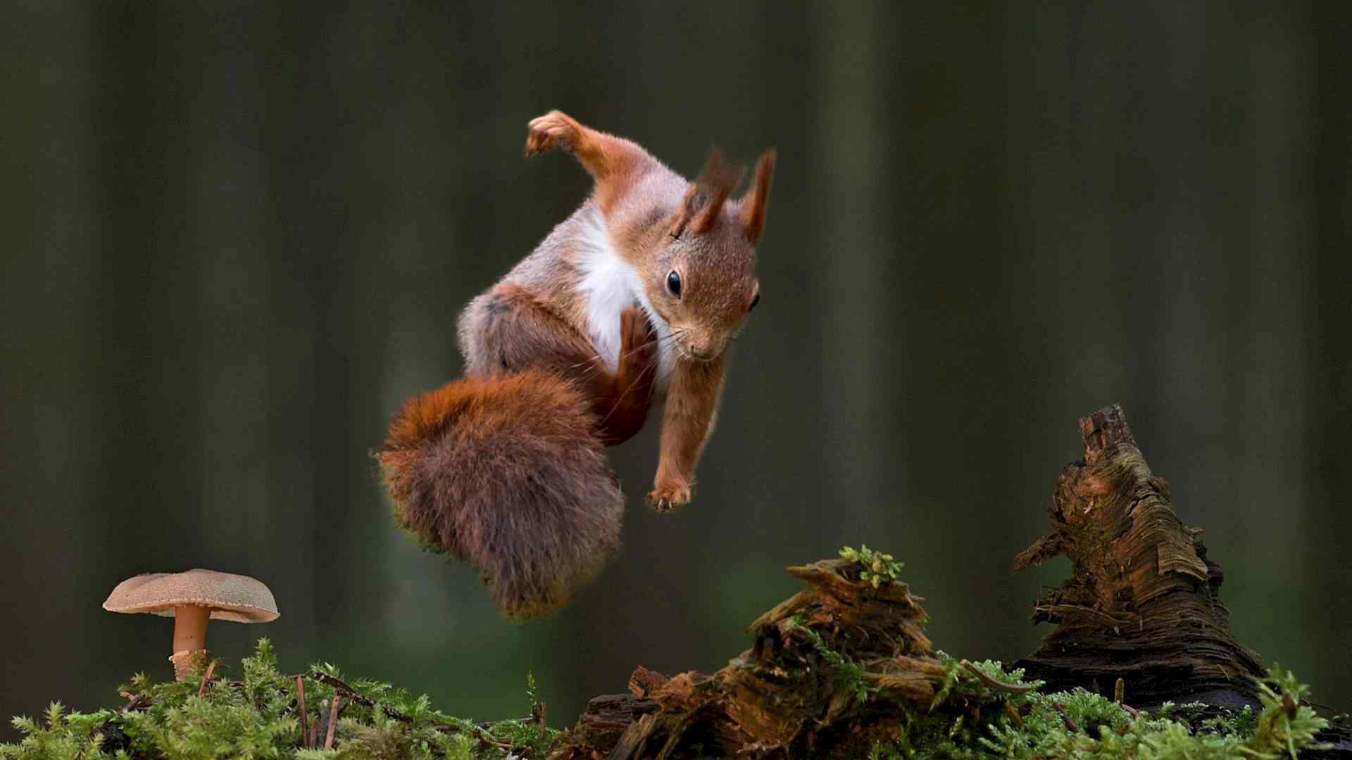 Eichhörnchens Welt Headerbild