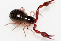 Ein Moossorpion läuft über ein Blatt Papier. Moosskorpion