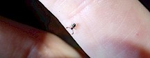 Ein Moosskorpion krabbelt über einen Finger. Moosskorpion auf Finger