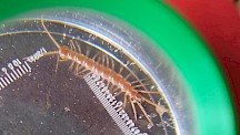Ein Steinkriecher sitzt in einer Becherlupe. Steinkriecher in Becherlupe