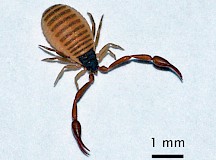 Ein Bücherskorpion auf einem Blatt Papier. Bücherskorpion