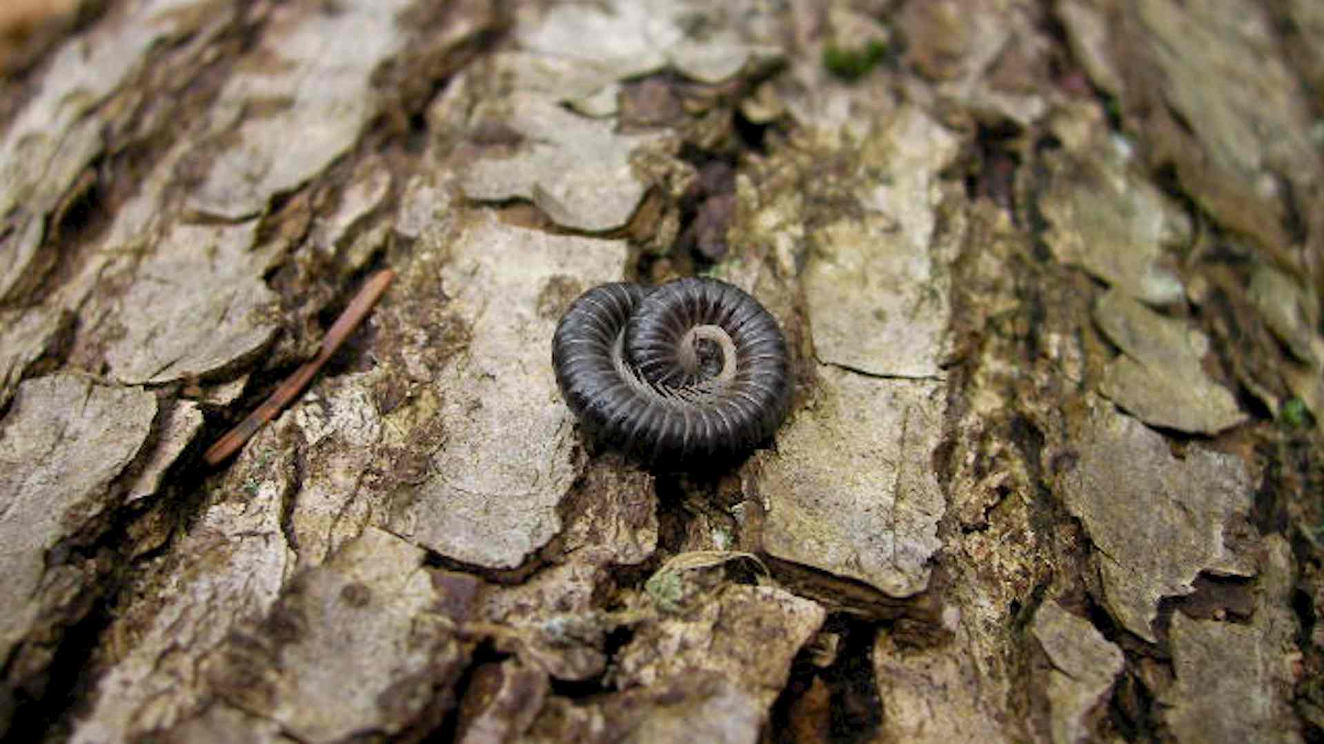 Was macht eigentlich der Schnurfüßer übers Jahr? Headerbild