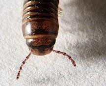 Am Kopf des Schnurfüßers sitzen zwei Fühler. Schnurfüßer Kopf